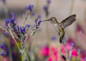 Costa's Hummingbird (Calypte costae) Feeding in Flight