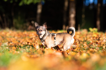 Fototapeta premium Chihuahua beim Gassi gehen im Herbst