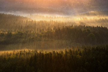 Beautiful foggy forest during autumn sunrise, Saxon Switzerland, Germany