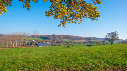 Fototapeta premium Herd of cows in a green meadow on a hill in sunlight at fall