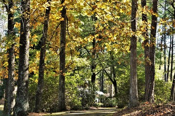 Colorful Hickory tree (Carya tomentosa) with bright yellow leaves along the walking trail , Autumn in Georgia USA.