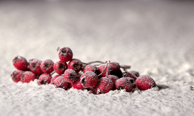 Red Rowan berries in the snow.