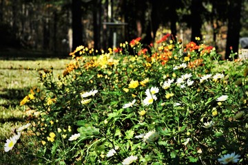 Various color of Crysanthemum flower  blooming in the garden on a sunny day, Autumn in Georgia USA.