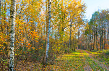 Obraz premium Rural hilly landscape in fall colors in sunlight in autumn