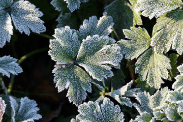 Frozen plant leaves