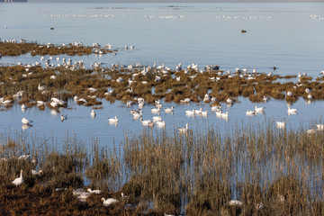Migrating Snow Geese