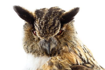 portrait of eagle owl close up isolated on white background