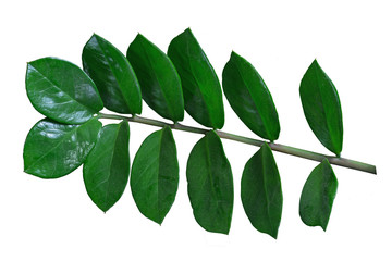 Fototapeta premium Ficus green plant/ Ficus green plant branch with many leaves isolated on white background
