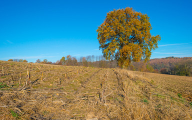 Rural hilly landscape in fall colors in sunlight in autumn