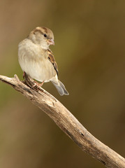 Female House Sparrow on Branch