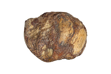 Dry wooden chaga/ Dry wooden chaga with tree bark isolated on white background