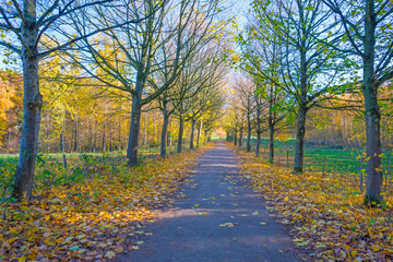 Obraz premium Path in a forest in fall colors in sunlight in autumn