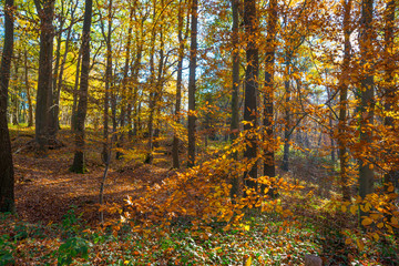 Path in a forest in fall colors in sunlight in autumn
