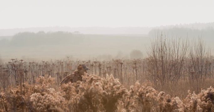 Hunter in hunting equipment with a gun in his hand sneaks through the bush in the field