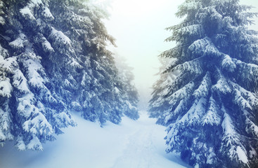 Winter forest