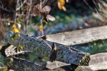 Spotted Towhee fighting