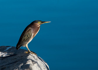 Green Heron (Butorides virescens) Perched and Ready to Hunt