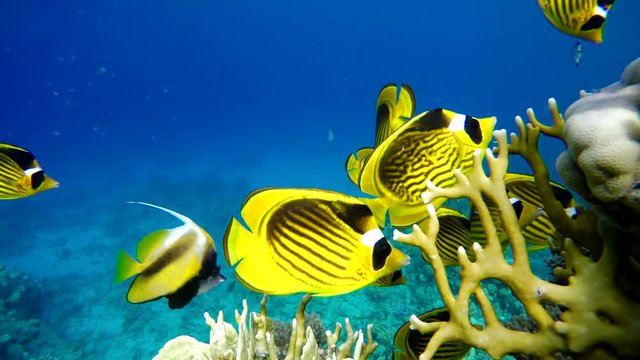 Coral reef, tropical fish. Warm ocean and clear water. Underwater world.
