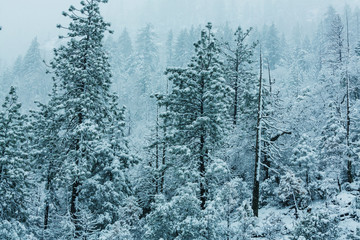 Fototapeta na wymiar Winter forest