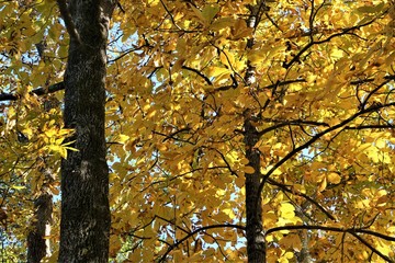 Colorful Hickory tree (Carya tomentosa) with bright yellow leaves background texture, Autumn in Georgia USA.