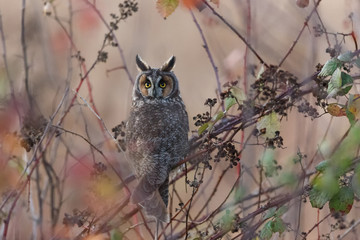 long eared owl