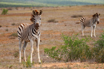 Fototapeta na wymiar Zebra in der Savanne