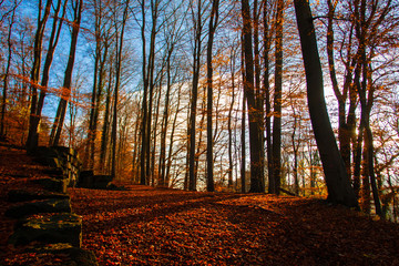 Herbstlicher Wald