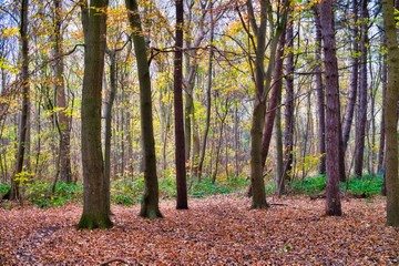 Obraz premium autumn in the forest