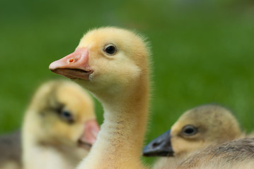 Cute little domestic gosling in green grass