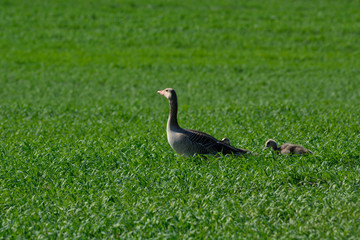 wild goose with chicks