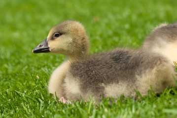 Cute little domestic gosling in green grass