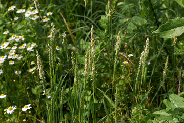 Alopecurus myosuroides