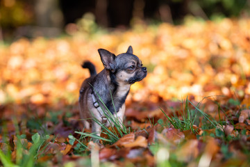 Chihuahua beim Gassi gehen im Herbst