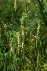 Alopecurus myosuroides