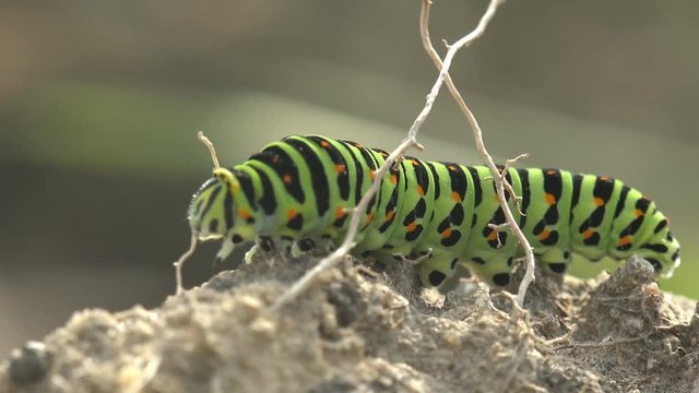 Insect 4k close-up. Papilio polyxenes asterius, Eastern black swallowtail - caterpillar.  Stoll Macro