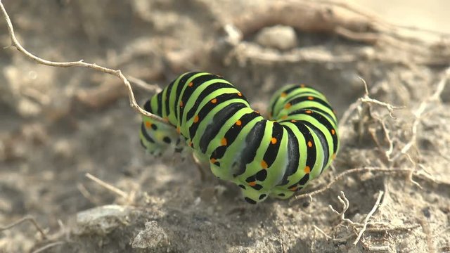 Insect 4k close-up. Papilio polyxenes asterius, Eastern black swallowtail - caterpillar.  Stoll Macro