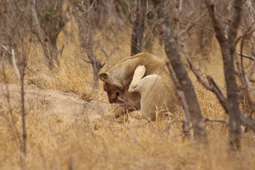 Fototapeta premium Lioness alone in Africa