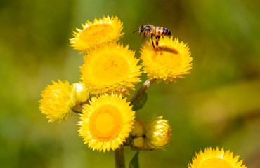 A Honey Bee Collecting Pollen