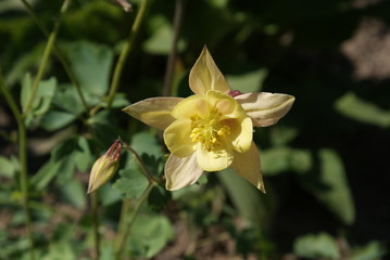 Beautiful bloom of yellow flowers
