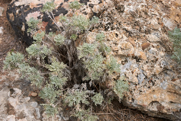 Artemisia arborescens