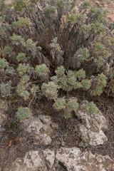 Artemisia arborescens