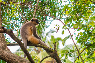 Gray or Hanuman langur (Presbytis entellus) in India