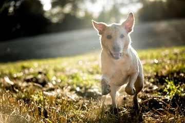 The Labrador