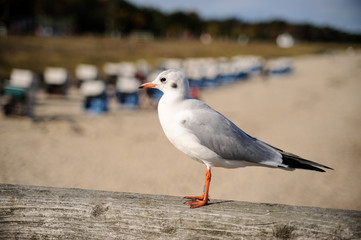 Europa, Deutschland, Mecklenburg-Vorpommern, Landkreis Vorpommern-Rügen, Göhren, Möwe auf der Seebrücke