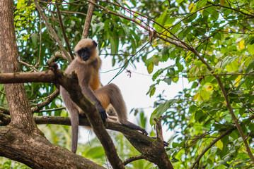 Gray or Hanuman langur (Presbytis entellus) in India