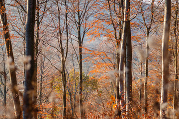 Herbst Wald ohne Blätter