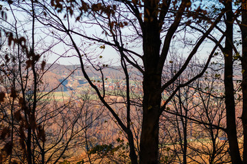 Blick in die Stadt aus dem Wald