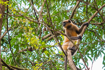 Obraz premium Gray or Hanuman langur (Presbytis entellus) in India