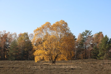 Laubfärbung in der Lüneburger Heide im Herbst 