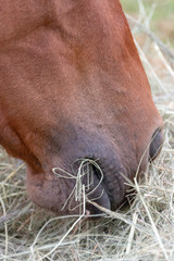 Naklejka premium The Front Of A Horses mouth